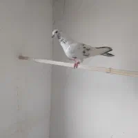 فروش چهار عددکبوتر
