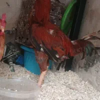 خروس لاری جوان