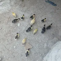 جوجه اردک