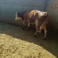 گاووتلیسه مونت بلیارداصل فرانسه