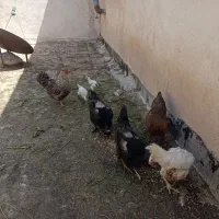 فروش مرغ