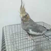 یک عروس هلندی بالغ