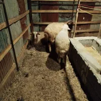 گوسفند بومی