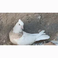کبوتر|پرنده|جهرم, |دیوار