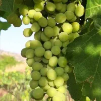 غوره بش / بج /