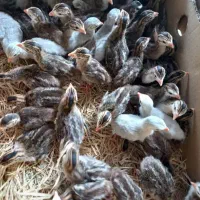 فروش جوجه بوقلمون یک روزه با قیمت مناسب