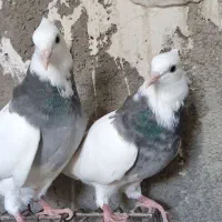 یک جفت طوقی