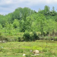 ۲۳۰متر زمین مسکونی منظره زیبای جنگل مجاز ساخت