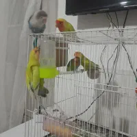 فروش کوتوله برزیلی