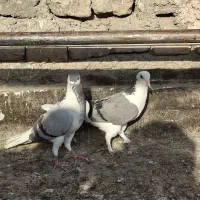 فروش کبوتر سیاه پشت