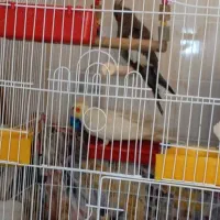 عروس هلندی