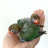 جوجه برزیلی فیشر سرلاکی(دستی)