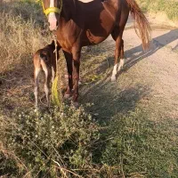 اسب|اسب و تجهیزات اسب‌سواری|مرند, |دیوار