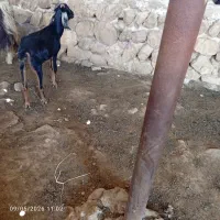 بز چاق|حیوانات مزرعه|کردیان, |دیوار