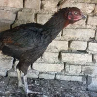 مرغ لاری کرچ