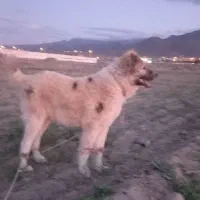 سگ گله
