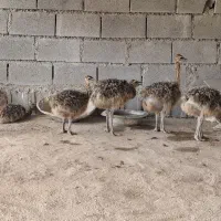 جوجه شتر مرغ
