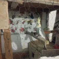 عروس هلندی با قفس چوبی