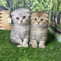 گربه اسکاتیش تبی سیلور و گلد
