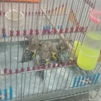 جوجه سهره
