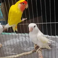 جفت برزیلی با جوجه