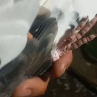 کبوتر جوجه امروز گرفته شده ابلغ