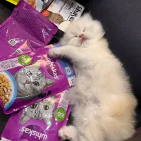 گربه اسکاتیش