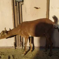 کهره جمولی اوس ۴ماه