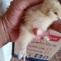 جوجه یک روزه دیلگونی اصل