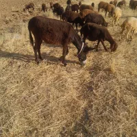 کره خره گله ای