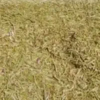 فروش کاه عدس
