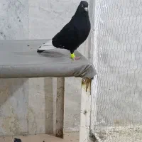 زاغ دم سفید وقره سینه سیاه
