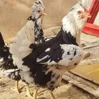 تخم مرغ گلین لری