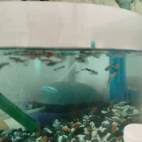 ماهی گوپی ۳ ماهه