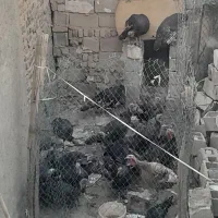 ۱۵عدد بغلمون  نر۴میلیون ماده ۳میلیون