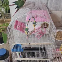 گرینچیک جفت به همراه قفس