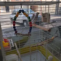 فنچ نرگسی