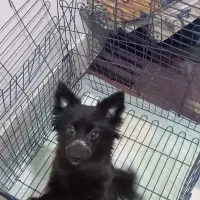 واگذاری پت شناسنامه دار