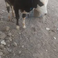 ورزا کوله سمینتال