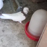 جوجه طوقی