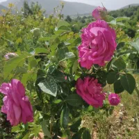 گل محمدی اصل گلاب