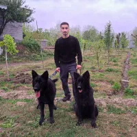 مربی سگ / آموزش سگ / تربیت سگ