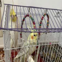 عروس هلندی حرف میزنه