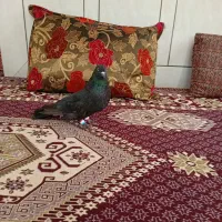 کفتر|پرنده|فارسان, |دیوار