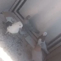 چهار تا نر ی طوسی ماده باهم۱۳۰۰