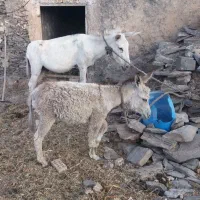 دو عدد الاغ نر گله ای جوان