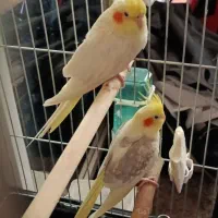 جفت مولد عروس هلندی خاص