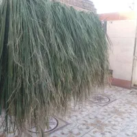 پبش فرشته کپوبافی
