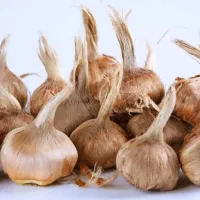 پیاز زعفران مرغوب آماده کاشت