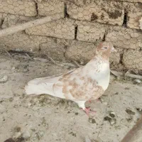کبوتر کاشونی